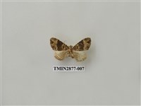 藏品(尺蛾605)的圖片